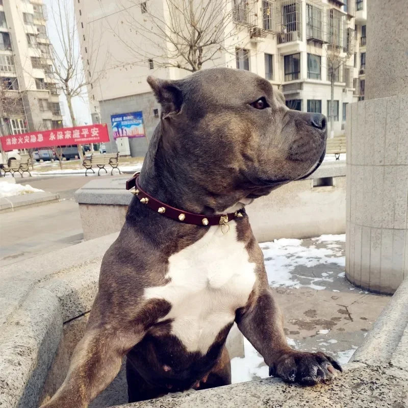 Handmade Cowhide Pet Collar Small and Medium Dog Collar Shiba Inu Corgi French Bulldog Collar Dogs Accessories  Correa Perro